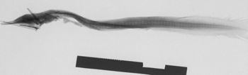 Media type: image; Ichthyology 47843